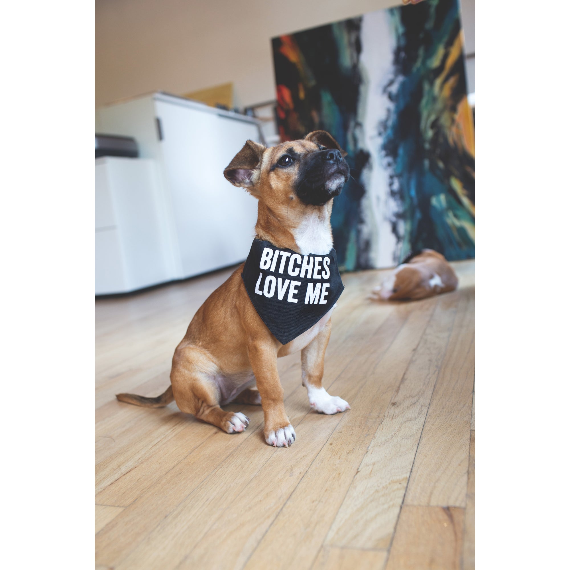 SnarkCity- Pet Collar/Bandana